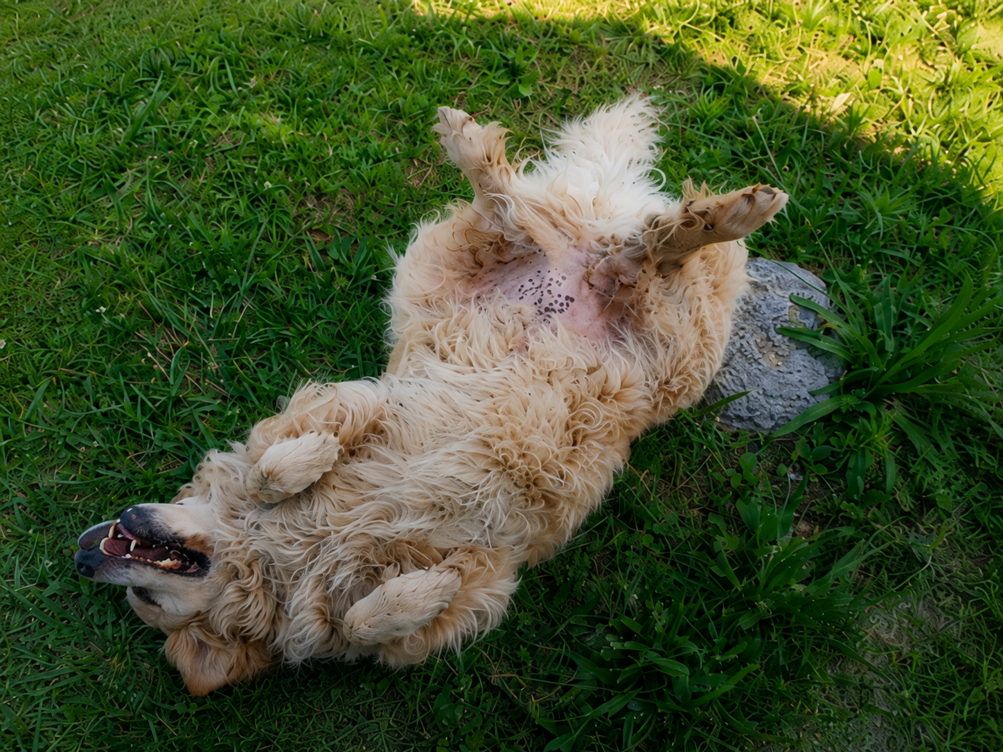Happy golden retriever rolling on his back in the grass with a big smile after a comfortable PupTaxi ride