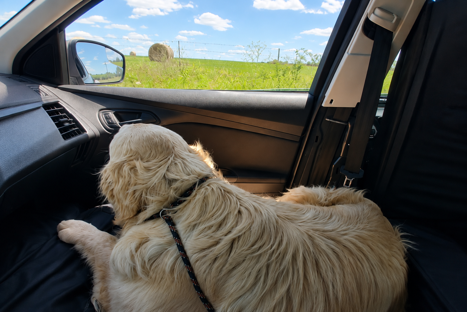 Flash the golden retriever riding comfortably in the passenger area of a PupTaxi vehicle looking out the window at green countryside